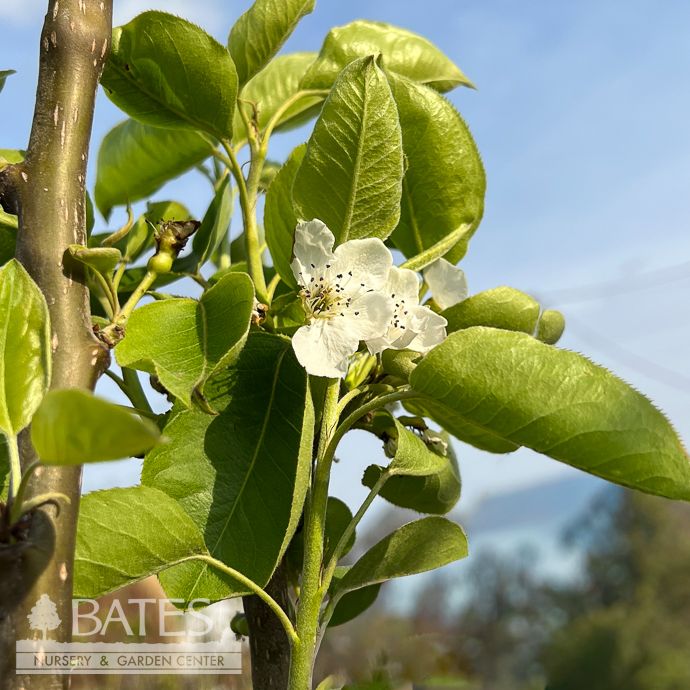 Edible #5 Pyrus pyr Shinko/ Asian Pear