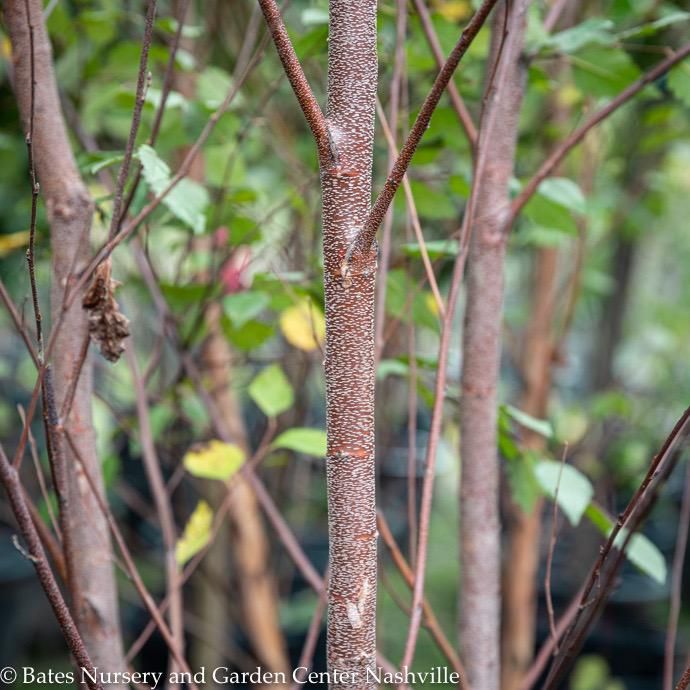 #15 CLUMP Betula nigra Heritage/ River Birch Native (TN)