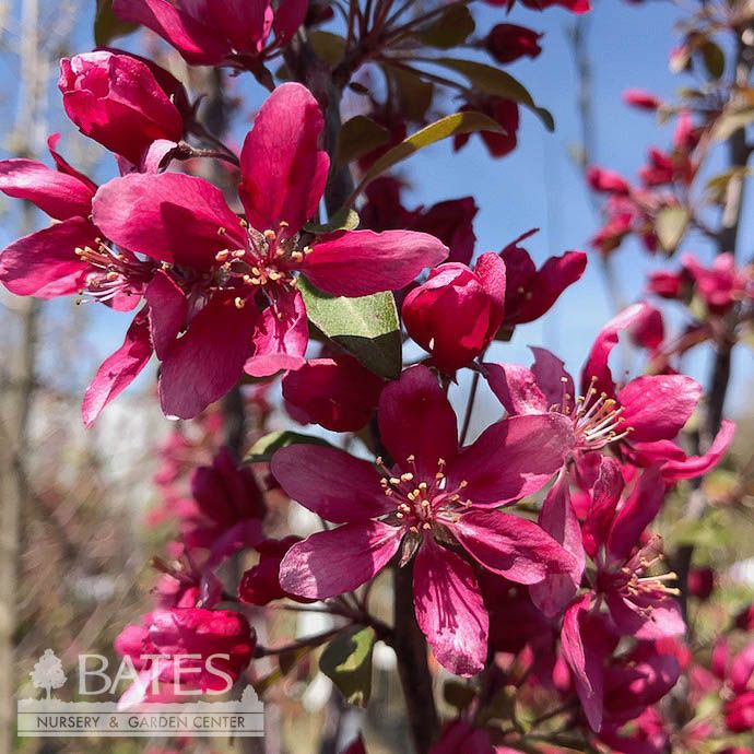 #5 Malus x moerlandsii Profusion/ Pink Crabapple