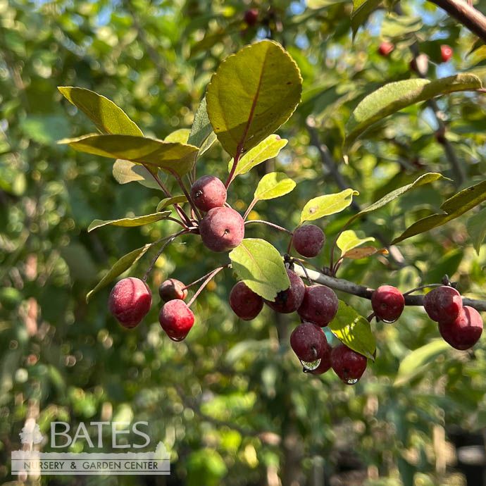 #5 Malus x moerlandsii Profusion/ Pink Crabapple
