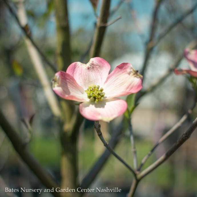 #7 Cornus florida Pink/ Flowering Dogwood Native (TN)