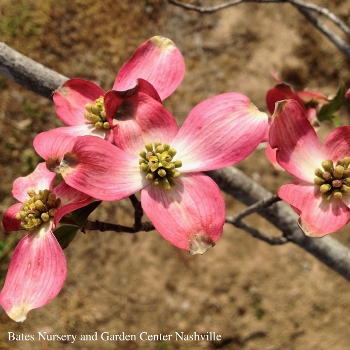 #5 Cornus florida Red/ Flowering Dogwood Native (TN)