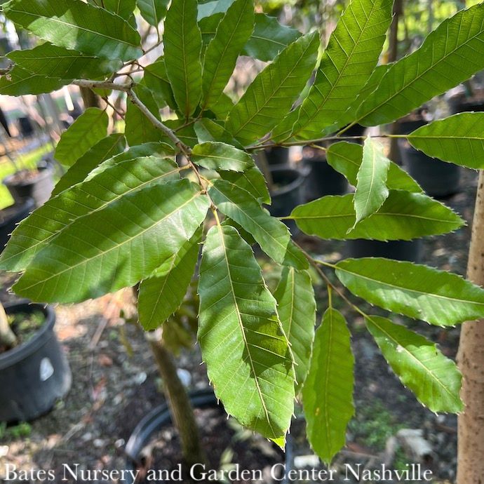 #7 Quercus acutissima/ Asian Sawtooth Oak