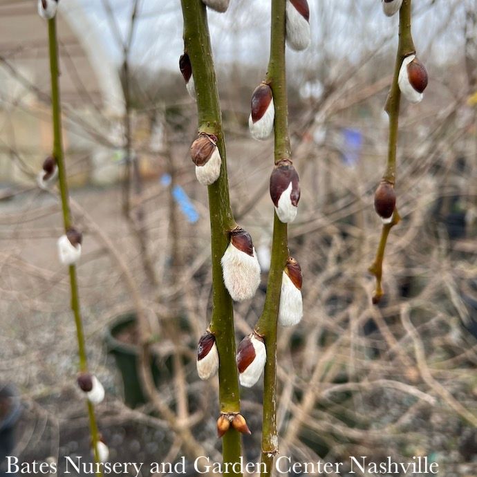 #10 Salix cap Pendula/ Weeping Pussy Willow