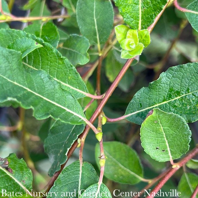 #10 Salix cap Pendula/ Weeping Pussy Willow