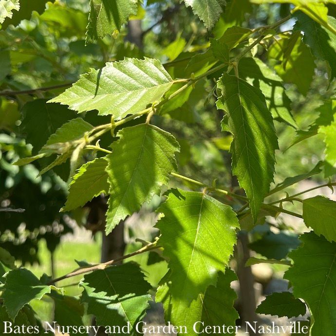 #15 CLUMP Betula nigra Dura Heat/ River Birch Native (TN)