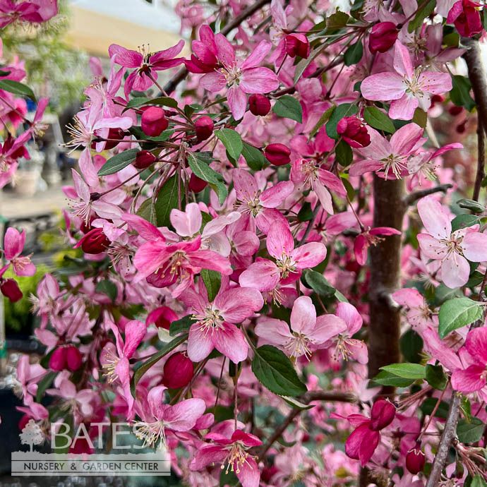 #5 Malus x Ruby Tears/ Pink Blooms,  Weeping Crabapple