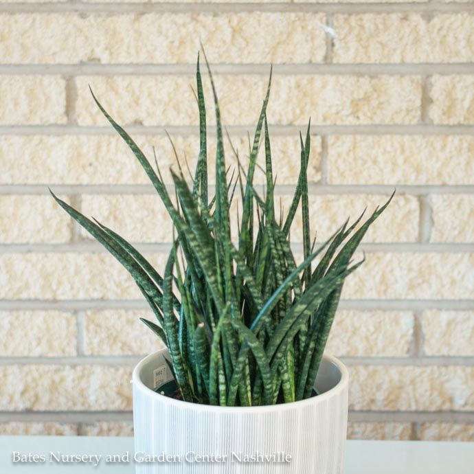 4p! Sansevieria Fernwood Mikado /Snake Plant /Mother-in-Law Tongue /Tropical