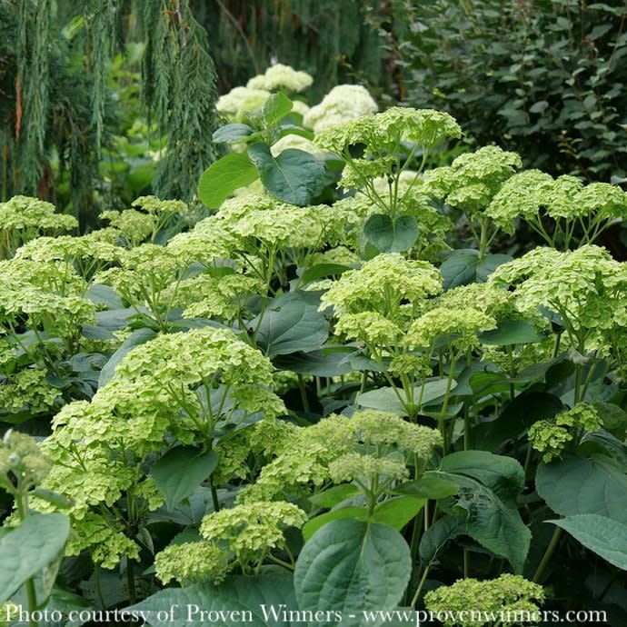 #3 Hydrangea arb PW Invincibelle Sublime/ Smooth Green Native (TN)