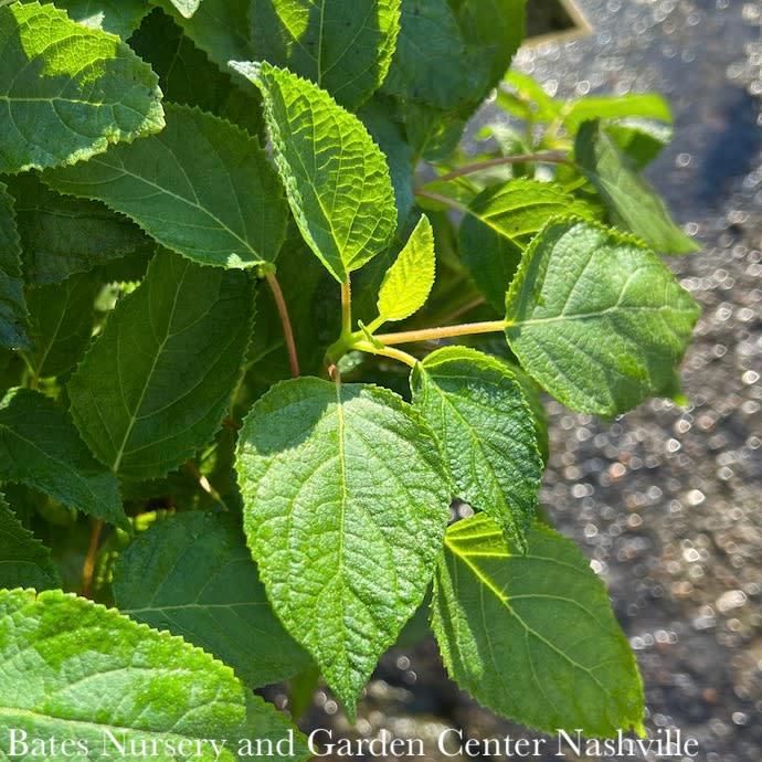 #3 Hydrangea arb PW Invincibelle Sublime/ Smooth Green Native (TN)