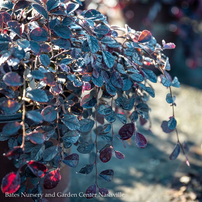 #3 Loropetalum chin SL Purple Pixie/ Dwarf Semi-Evergreen Fringeflower - No Warranty