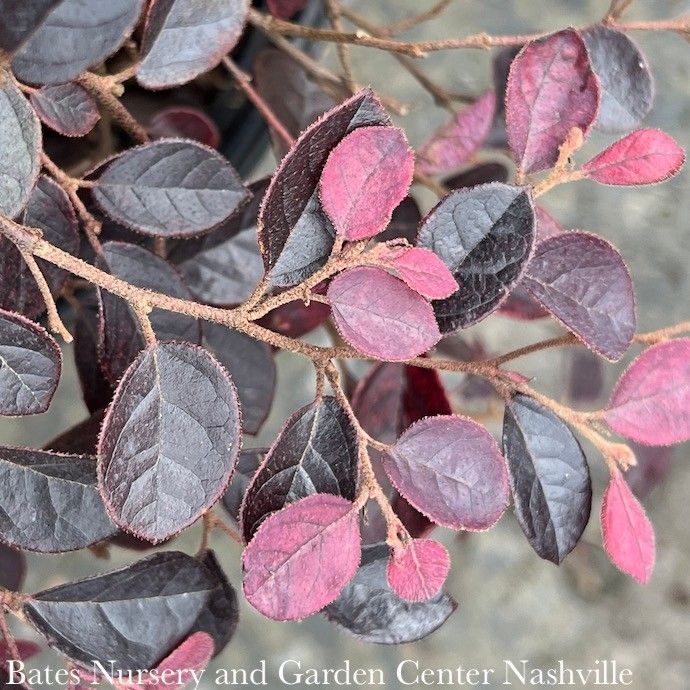 #3 Loropetalum chin SL Purple Pixie/ Dwarf Semi-Evergreen Fringeflower - No Warranty