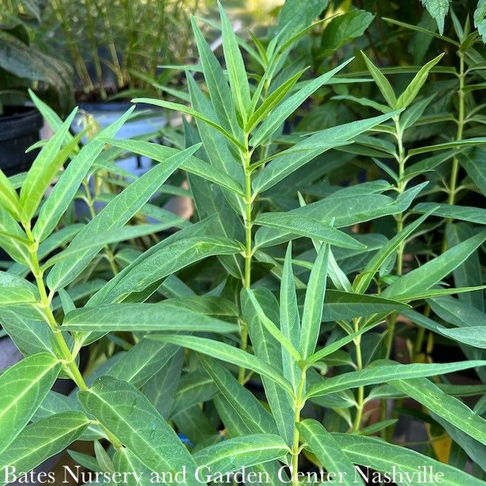 #1 Asclepias inc Ice Ballet/ White Swamp Milkweed Native (TN)