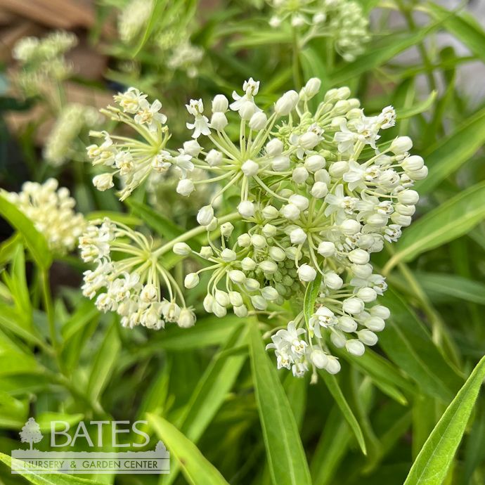 #1 Asclepias inc Ice Ballet/ White Swamp Milkweed Native (TN)