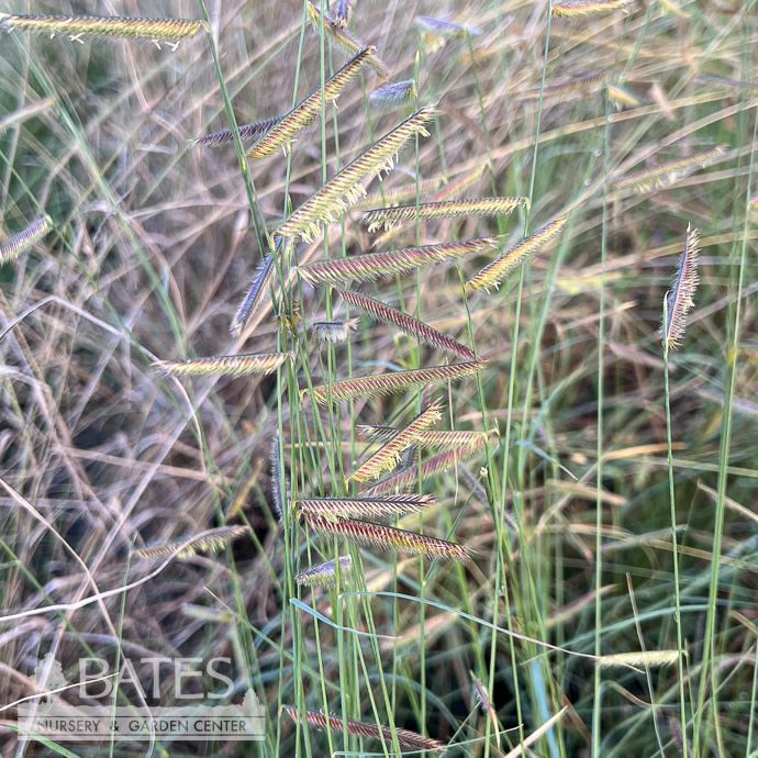 #1 Grass Bouteloua grac Honeycomb/ Blue Grama Native (R)