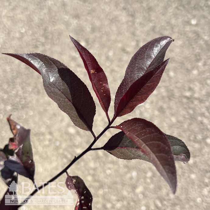 #3 Prunus x cistena PW Stay Classy/ Purple-leaf Sand Cherry - No Warranty