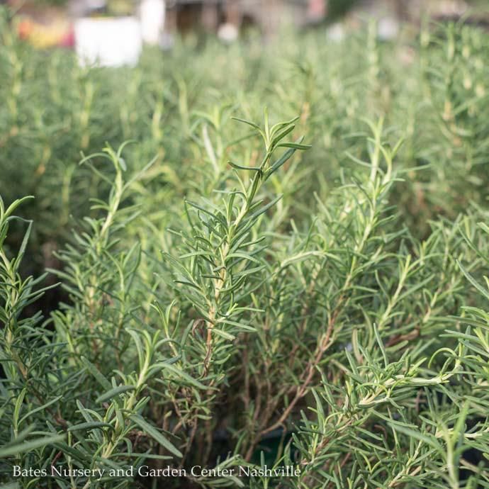 #1 Cone Rosmarinus Tuscan Blue/ Rosemary - No Warranty Reg $29.99