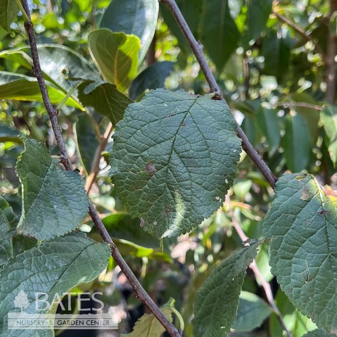 Edible #5 Prunus Stanley/ Semi-dwarf Self-fertile Plum