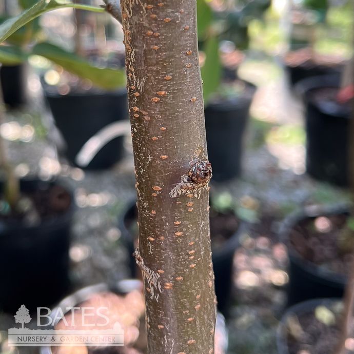 Edible #5 Prunus Stanley/ Semi-dwarf Self-fertile Plum