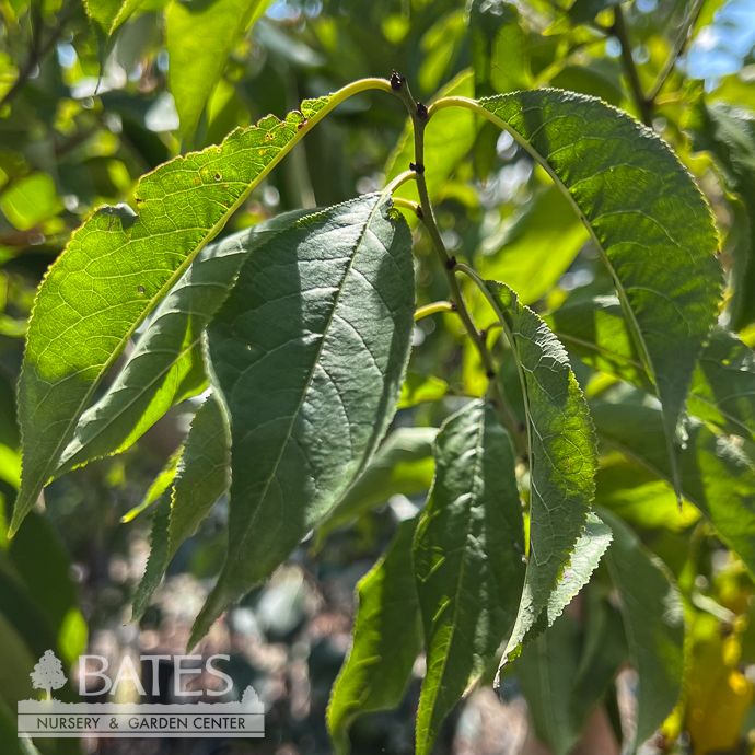 Edible #7 Prunus Scarlet Beauty/ Self-Fertile Plum