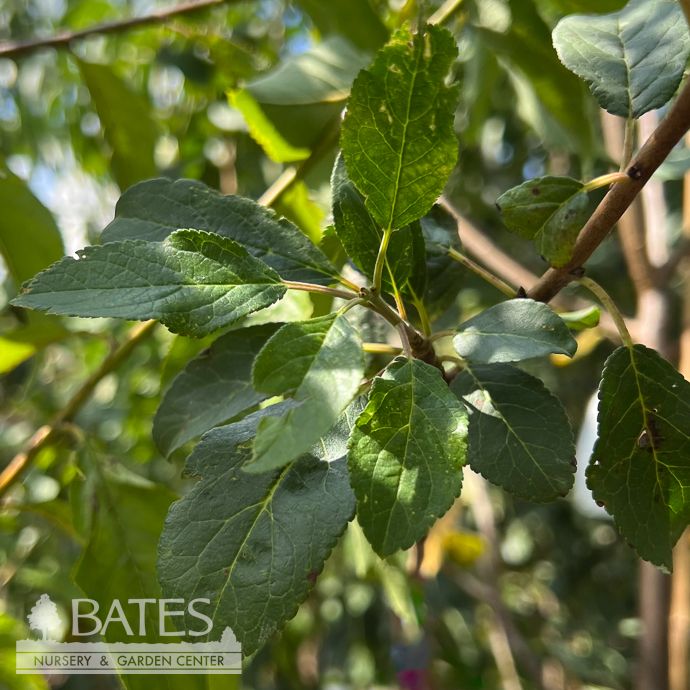 Edible #7 Prunus Blue Damson/ European Plum
