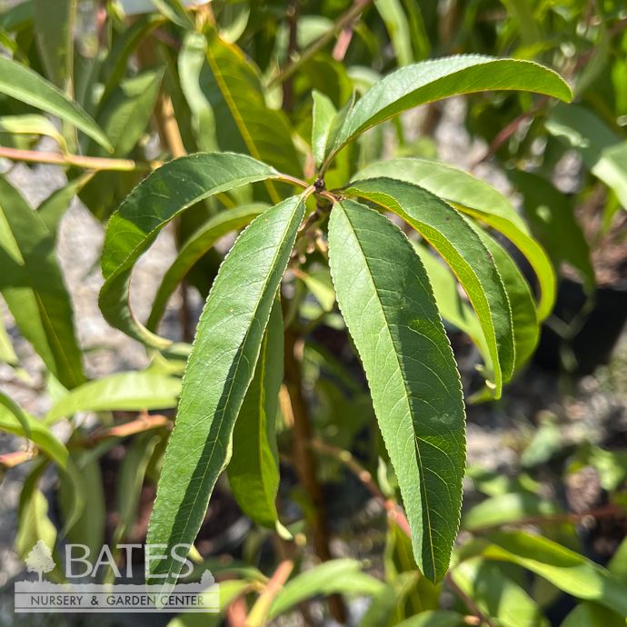 Edible #5 Prunus pers Carolina Gold/ Semi-Dwarf Peach