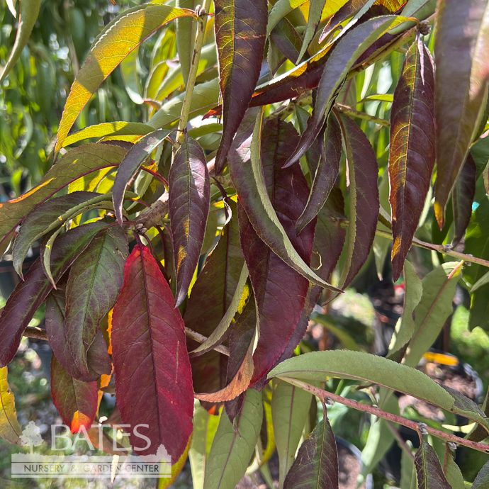Edible #5 Prunus June Gold/ Peach Semi-Dwarf