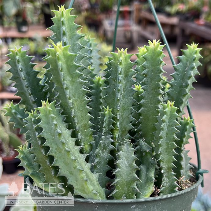 6hb! Cactus Huernia Zebrina Hanging Basket / Lifesaver Plant /Tropical