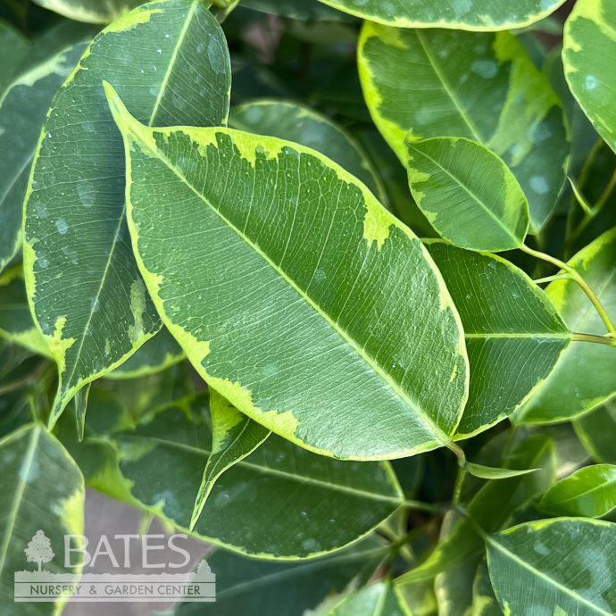 6p! Ficus Golden King /Weeping Fig /Tropical