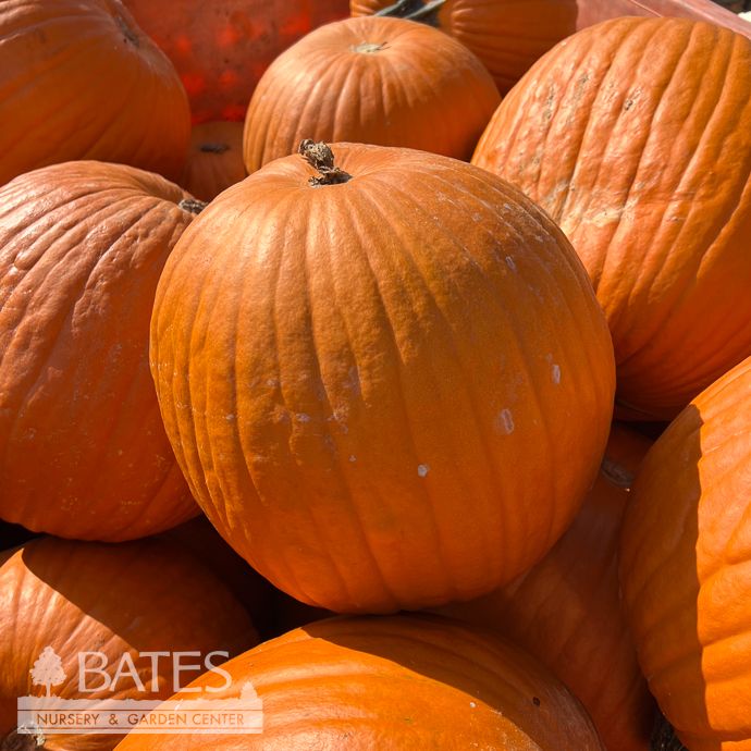 Halloween Pumpkin Carving 12.99 LARGE