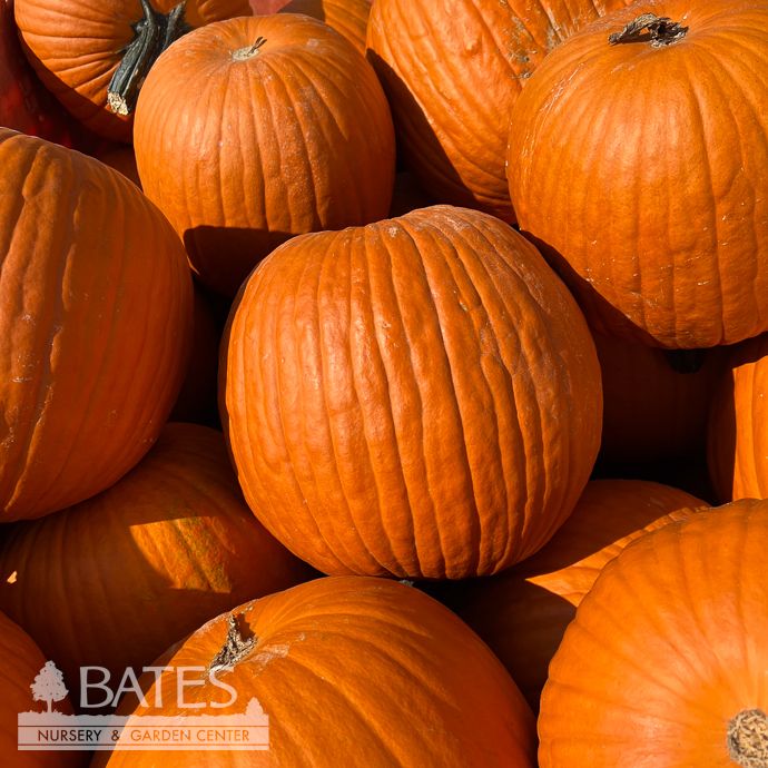 Halloween Pumpkin Carving 12.99 LARGE