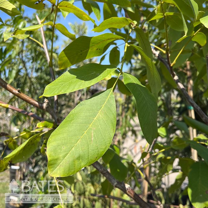 Edible #10 Juglans regia Chandler/ English Walnut