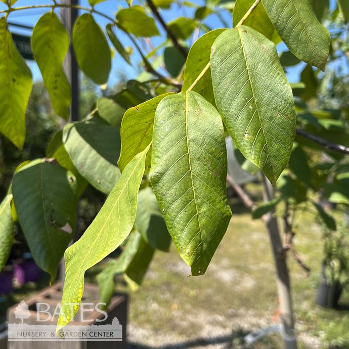 Edible #10 Juglans regia Howard/ English Walnut