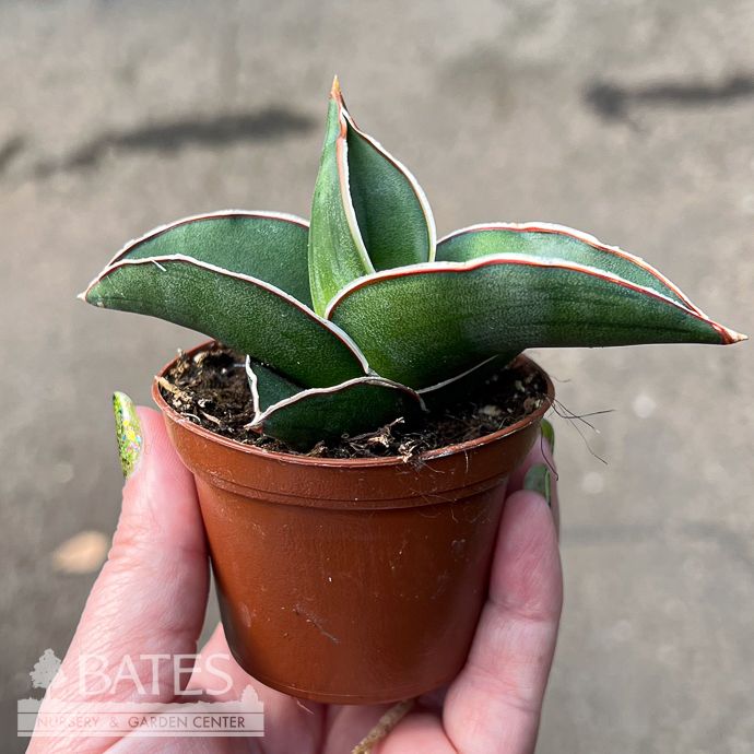 2.5p! Sansevieria Ehrenbergii /Snake Plant /Mother-in-Law Tongue /Tropical