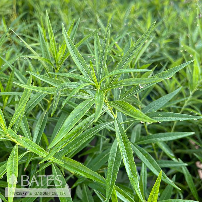 #1 Amsonia tabernaemontana/ Bluestar Native (TN)