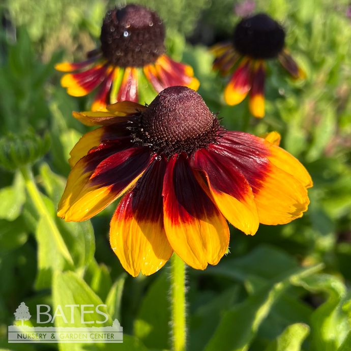 #1 Rudbeckia hirta Chocolate Orange/ Black-Eyed Susan Native (TN)