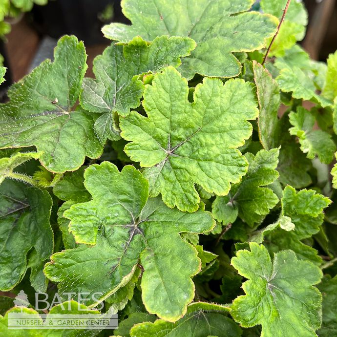 #1 Tiarella x Elizabeth Oliver/ Pink Foamflower