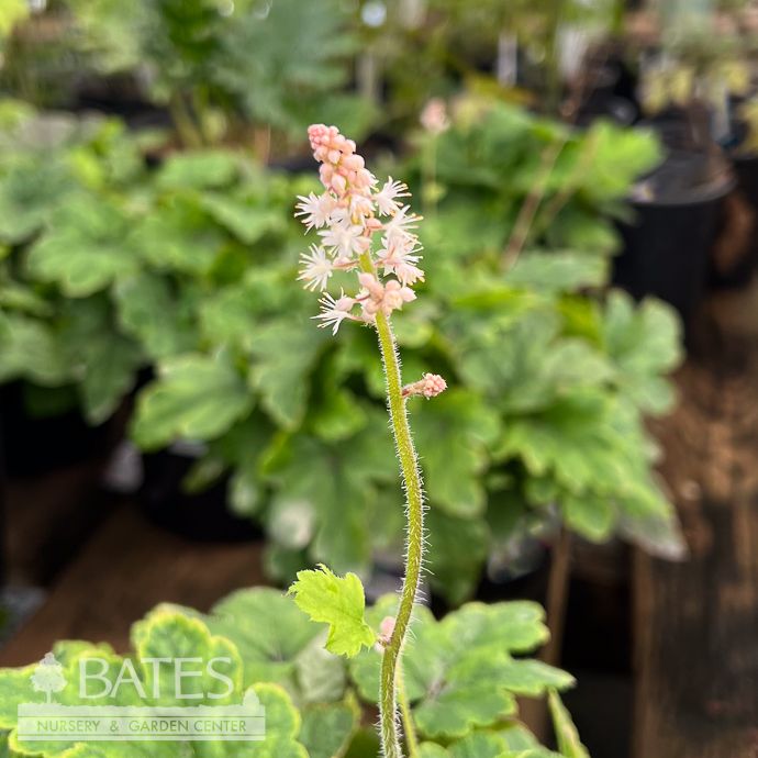 #1 Tiarella x Elizabeth Oliver/ Pink Foamflower