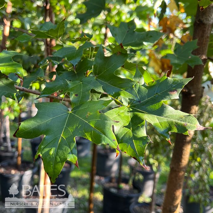 #15 Acer trunc x plat Urban Sunset/ Maple