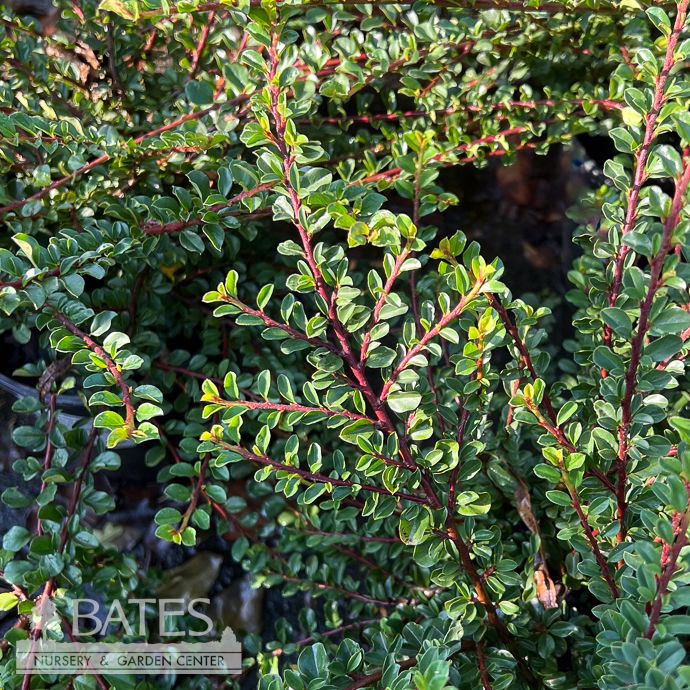 #1 Cotoneaster api Tom Thumb/ Cranberry