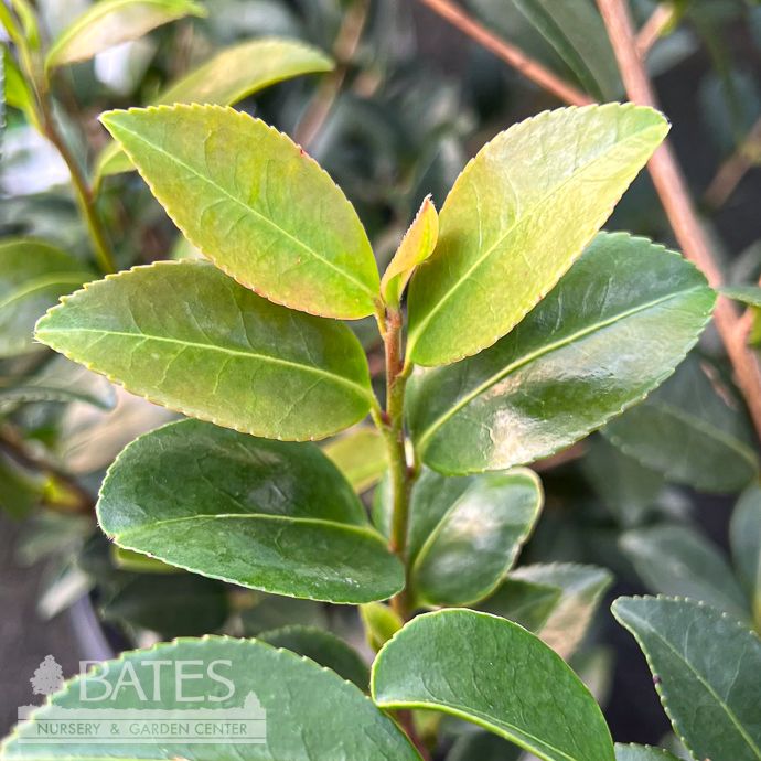 #3 Camellia x Winter&#39;s Dream/ Light Pink - No Warranty