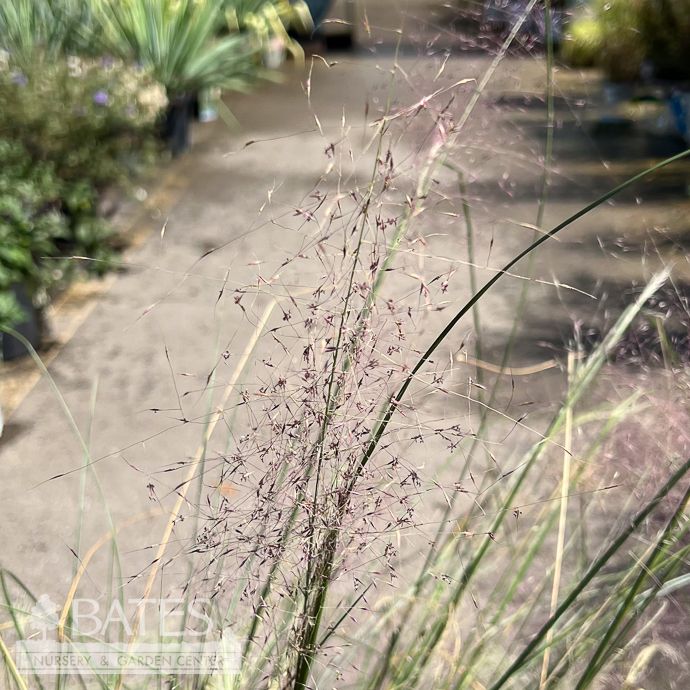 #3 Grass Muhlenbergia rev Ruby/ Muhly