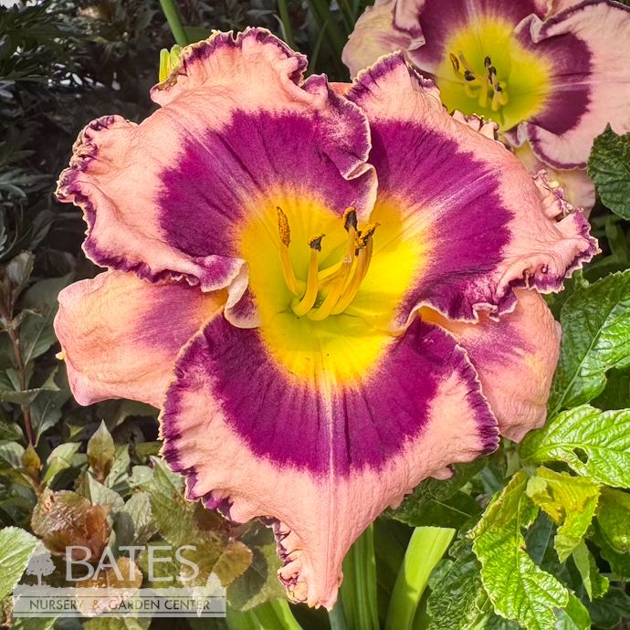 #1 Hemerocallis PW Rainbow Rhythm 'Sound of My Heart'/ Pink Daylily with Purple Eye