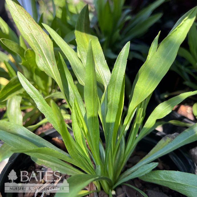 #1 Solidago x Sugar Kisses/ White Goldenrod