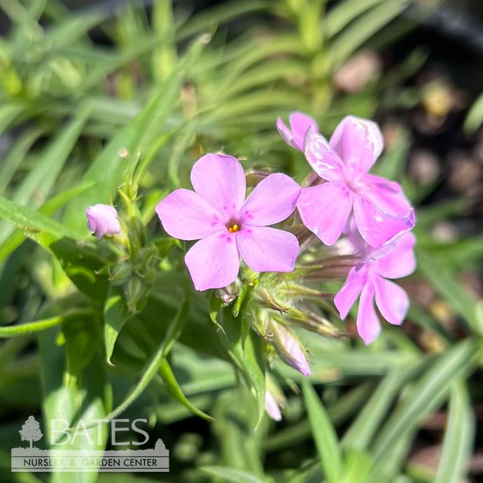 #1 Phlox pilosa/ Prairie Native (TN)