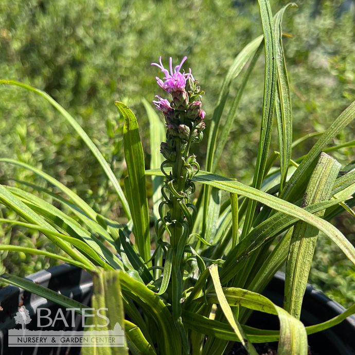 #1 Liatris spica Trailblazer/ Gayfeather, Blazing Star Native (TN)