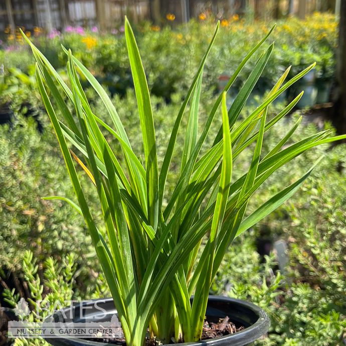 #1 Hemerocallis Purple Passion/ Daylily