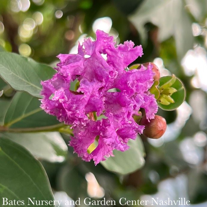 #15 Lagerstroemia x Autauga/ Purple Crape Myrtle