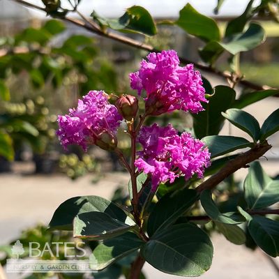 15 Lagerstroemia x Autauga/ Purple Crape Myrtle