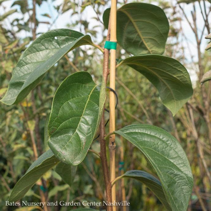Edible #15 Diospyros kaki Fuyu/ Japanese Persimmon - No Warranty